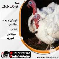 فروش جوجه بوقلمون صنعتی در تهران در گروه مرغ و خروس و بوقلمون و اردک قو قاز در یکمیوه
