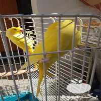 فروش تخم نطفه دار طوطی سان در بوشهر در گروه انواع تخم ها - مرغ بوقلمون پرنده عمده کشاورزی در یکمیوه