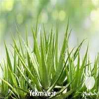 فروش دوره آموزش پرورش آلوئه ورا در تهران در گروه مشاوره - راه اندازی بازاریابی کسب درآمد بهبود کسب و کار در یکمیوه