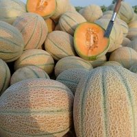 فروش بذر خربزه جانا در همدان در گروه خرید فروش عمده ملون - صادراتی صیفی تازه فروش عمده در یکمیوه