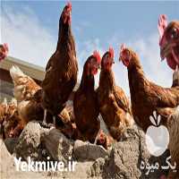فروش جوجه مرغ بومی اصلاح شده در تهران در گروه مرغ و خروس و بوقلمون و اردک قو قاز در یکمیوه