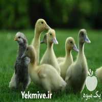 فروش اردک گوشتی 4 ماهه در تهران در گروه مرغ و خروس و بوقلمون و اردک قو قاز در یکمیوه