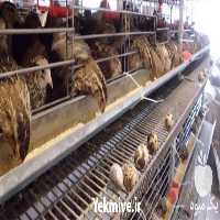 فروش ویژه بلدرچین ماده در تهران در گروه مرغ و خروس و بوقلمون و اردک قو قاز در یکمیوه