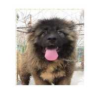 فروش قیمت توله سگ قفقازی در کرج در گروه سگ و گربه _ نگهبان هاسکی ژرمن دوبرمن سرابی در یکمیوه