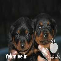 فروش توله سگ رتوایلر آمریکایی در کرج در گروه سگ و گربه _ نگهبان هاسکی ژرمن دوبرمن سرابی در یکمیوه