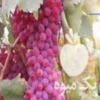 فروش نهال انگور بیدانه قرمز  در تاکستان در گروه خرید فروش نهال - انواع گردو پسته بادام سلطانی انگور در یکمیوه