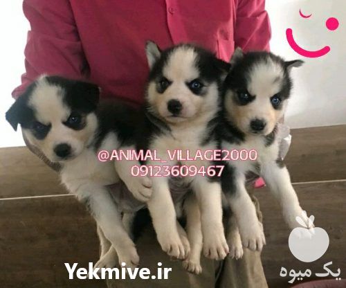 سگ هاسکی  در تهران در گروه سگ و گربه _ نگهبان هاسکی ژرمن دوبرمن سرابی در یکمیوه -عکس1