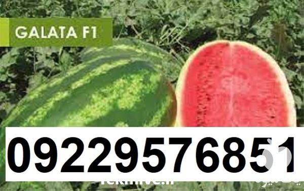 بذر هندوانه گالاتا پر فروش در بوشهر در گروه خرید فروش عمده هندوانه - صادراتی گرد بیضی زرد قرمز در یکمیوه -عکس1