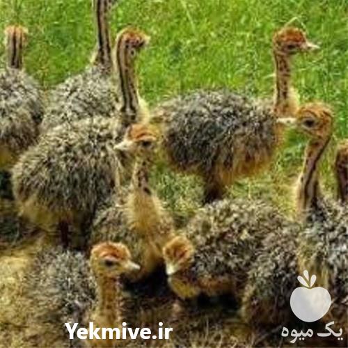 قیمت فروش جوجه شتر مرغ 3 ماه در تهران در گروه مرغ و خروس و بوقلمون و اردک قو قاز در یکمیوه -عکس1