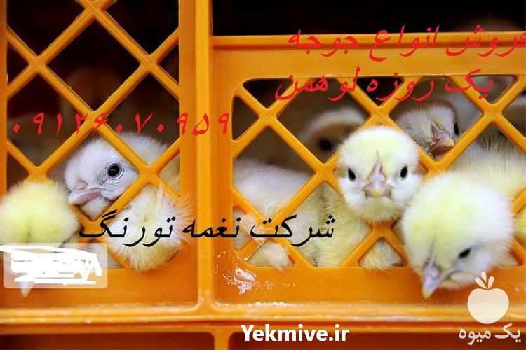 فروش جوجه یک روزه لوهمن در تهران در گروه مرغ و خروس و بوقلمون و اردک قو قاز در یکمیوه -عکس1