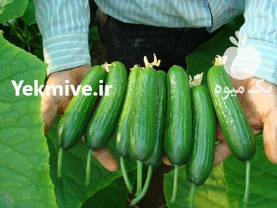 فروش بذر خیار استورم در ارومیه در گروه خرید فروش عمده خیار - بوته درختی سبز مجلسی شوری خاردار چنبر اصفهان در یکمیوه -عکس1