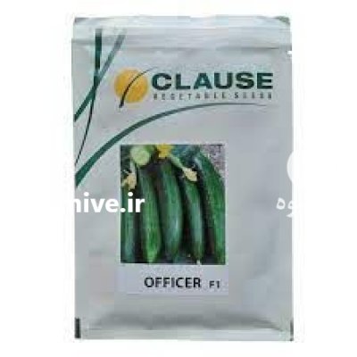 فروش بذر خیار آفیسر کلوز در اصفهان در گروه خرید فروش عمده خیار - بوته درختی سبز مجلسی شوری خاردار چنبر اصفهان در یکمیوه -عکس2