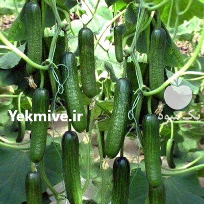فروش بذر خیار باراکوادا در کرج در گروه خرید فروش عمده خیار - بوته درختی سبز مجلسی شوری خاردار چنبر اصفهان در یکمیوه -عکس2