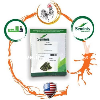 فروش بذر خیار باراکوادا در کرج در گروه خرید فروش عمده خیار - بوته درختی سبز مجلسی شوری خاردار چنبر اصفهان در یکمیوه -عکس3