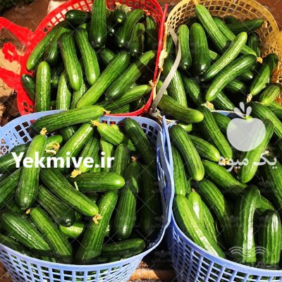 فروش بذر خیار تالیسیا در همدان در گروه خرید فروش عمده خیار - بوته درختی سبز مجلسی شوری خاردار چنبر اصفهان در یکمیوه -عکس1