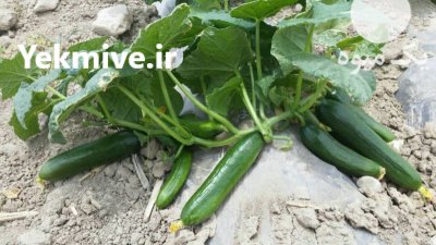 فروش بذر خیار دلتا در هرمز در گروه خرید فروش عمده خیار - بوته درختی سبز مجلسی شوری خاردار چنبر اصفهان در یکمیوه -عکس2