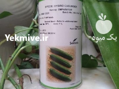 فروش بذر خیار رویال سمینس در رامسر در گروه خرید فروش عمده خیار - بوته درختی سبز مجلسی شوری خاردار چنبر اصفهان در یکمیوه -عکس1