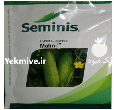 فروش بذر خیار رویال سمینس در رامسر در گروه خرید فروش عمده خیار - بوته درختی سبز مجلسی شوری خاردار چنبر اصفهان در یکمیوه -عکس2