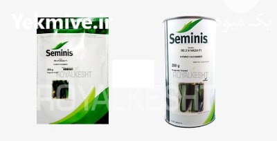 فروش بذر خیار رویال سمینس در رامسر در گروه خرید فروش عمده خیار - بوته درختی سبز مجلسی شوری خاردار چنبر اصفهان در یکمیوه -عکس3