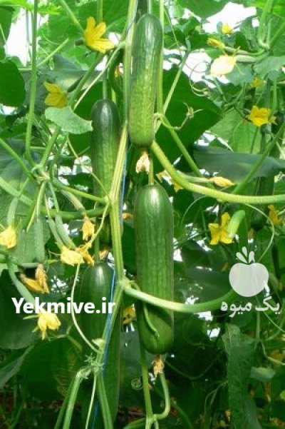 فروش بذر خیار شهاب در رشت در گروه خرید فروش عمده خیار - بوته درختی سبز مجلسی شوری خاردار چنبر اصفهان در یکمیوه -عکس1