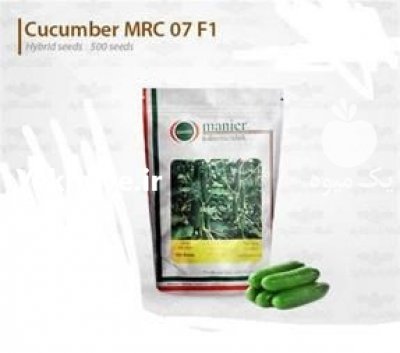 فروش بذر خیار MRC 07 در مشهد در گروه خرید فروش عمده خیار - بوته درختی سبز مجلسی شوری خاردار چنبر اصفهان در یکمیوه -عکس1