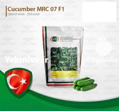 فروش بذر خیار MRC 07 در مشهد در گروه خرید فروش عمده خیار - بوته درختی سبز مجلسی شوری خاردار چنبر اصفهان در یکمیوه -عکس2