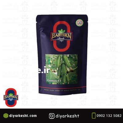 فروش بذر خیار گلخانه ای سالار در زنجان در گروه خرید فروش عمده خیار - بوته درختی سبز مجلسی شوری خاردار چنبر اصفهان در یکمیوه -عکس2