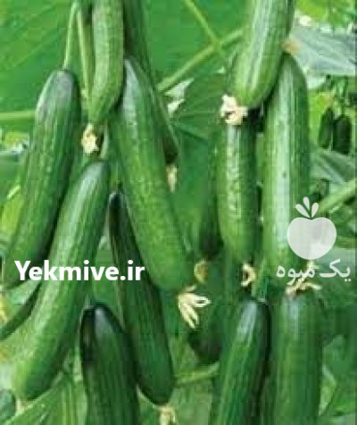 فروش بذر خیار گلخانه ای کیهان در کرمانشاه در گروه خرید فروش عمده خیار - بوته درختی سبز مجلسی شوری خاردار چنبر اصفهان در یکمیوه -عکس3