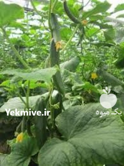 فروش بذر خیار ناگین در بجنورد در گروه خرید فروش عمده خیار - بوته درختی سبز مجلسی شوری خاردار چنبر اصفهان در یکمیوه -عکس2