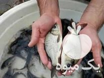 فروش بچه ماهی ارسال به سرتاسر ایران در اصفهان در گروه انواع ماهی - سالمون شیر کپور قرمز شوریده سفید گوپی مرکب در یکمیوه -عکس1