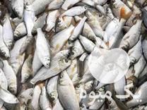 فروش عمده بچه ماهی و غذای ماهی  در کیاکلا در گروه انواع ماهی - سالمون شیر کپور قرمز شوریده سفید گوپی مرکب در یکمیوه -عکس1