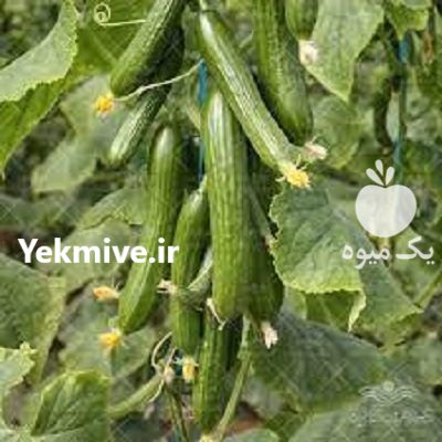 فروش بذر خیار نیکرسون در شیراز در گروه خرید فروش عمده خیار - بوته درختی سبز مجلسی شوری خاردار چنبر اصفهان در یکمیوه -عکس2