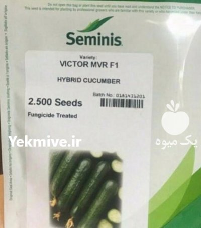 فروش بذر خیار ویکتور در تبریز در گروه خرید فروش عمده خیار - بوته درختی سبز مجلسی شوری خاردار چنبر اصفهان در یکمیوه -عکس1