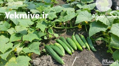 فروش بذر خیار ویکتور در تبریز در گروه خرید فروش عمده خیار - بوته درختی سبز مجلسی شوری خاردار چنبر اصفهان در یکمیوه -عکس2