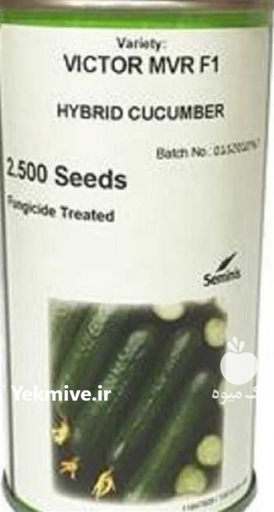 فروش بذر خیار ویکتور در تبریز در گروه خرید فروش عمده خیار - بوته درختی سبز مجلسی شوری خاردار چنبر اصفهان در یکمیوه -عکس3