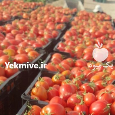 فروش بذر گوجه فرنگی آروا در سمنان در گروه خرید فروش عمده خیار - بوته درختی سبز مجلسی شوری خاردار چنبر اصفهان در یکمیوه -عکس1