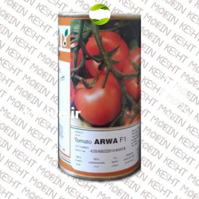 فروش بذر گوجه فرنگی آروا در سمنان در گروه خرید فروش عمده خیار - بوته درختی سبز مجلسی شوری خاردار چنبر اصفهان در یکمیوه -عکس2