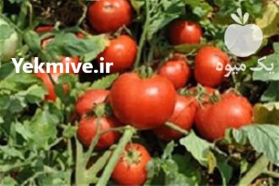 فروش بذر گوجه فرنگی تایفون در اردبیل در گروه خرید فروش عمده گوجه فرنگی - فرنگی سبز قرمز سیاه کبابی ربی در یکمیوه -عکس1