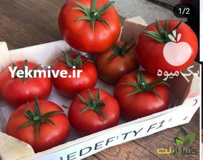 فروش بذر گوجه فرنگی ازمیر در تبریز در گروه خرید فروش عمده گوجه فرنگی - فرنگی سبز قرمز سیاه کبابی ربی در یکمیوه -عکس2