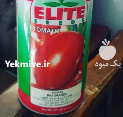 فروش بذر گوجه فرنگی الیت در تهران در گروه خرید فروش عمده گوجه فرنگی - فرنگی سبز قرمز سیاه کبابی ربی در یکمیوه -عکس2