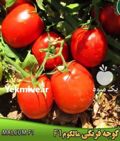 فروش بذر گوجه فرنگی مالکوم در شیراز در گروه خرید فروش عمده گوجه فرنگی - فرنگی سبز قرمز سیاه کبابی ربی در یکمیوه -عکس1