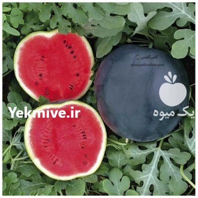 فروش بذر هندوانه شوگر بیبی در ارومیه در گروه خرید فروش عمده هندوانه - صادراتی گرد بیضی زرد قرمز در یکمیوه -عکس2