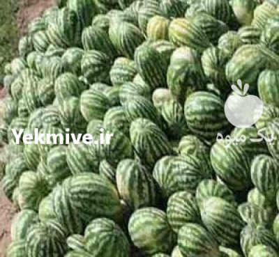 فروش بذر هندوانه دنور در زنجان در گروه خرید فروش عمده هندوانه - صادراتی گرد بیضی زرد قرمز در یکمیوه -عکس1