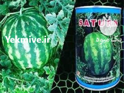 فروش بذر هندوانه ساتر میکادو در زنجان در گروه خرید فروش عمده هندوانه - صادراتی گرد بیضی زرد قرمز در یکمیوه -عکس1