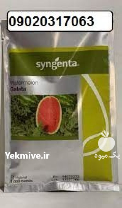 فروش بذر هندوانه گالاتا در کرج در گروه خرید فروش عمده هندوانه - صادراتی گرد بیضی زرد قرمز در یکمیوه -عکس2