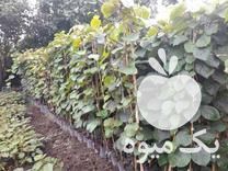 فروش نهالستان کیوی هایوارد و توسرخ در خلخال در گروه خرید فروش نهال - انواع گردو پسته بادام سلطانی انگور در یکمیوه -عکس1