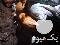 فروش کود حیوانی گوسفند خشک در بهشهر در گروه خرید فروش کود و مواد شیمیایی - اوره پتاس مرغی کمپوست آهن در یکمیوه -عکس1