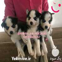 سگ هاسکی  در تهران در گروه سگ و گربه _ نگهبان هاسکی ژرمن دوبرمن سرابی در یکمیوه