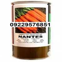 عرضه بذر هویج نانتس  در بوشهر در گروه خرید فروش عمده هویج - فرنگی زرد صادراتی آبگیری قمی دزفول در یکمیوه