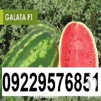 بذر هندوانه گالاتا پر فروش در بوشهر در گروه خرید فروش عمده هندوانه - صادراتی گرد بیضی زرد قرمز در یکمیوه